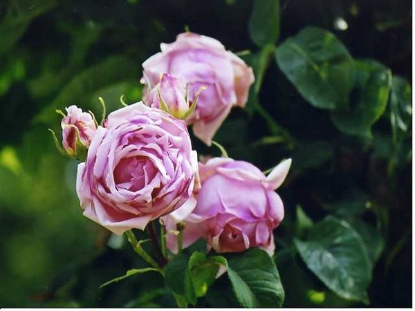 'Tolstoi' rose photo