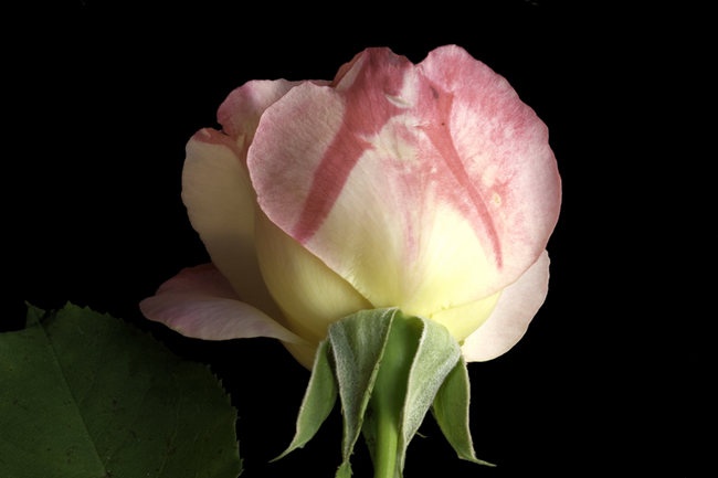 'Colorama ® (hybrid tea, Meilland 1968)' rose photo