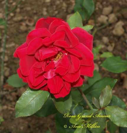 'Grand Amour' rose photo