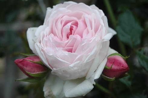 'Marie Helene' rose photo