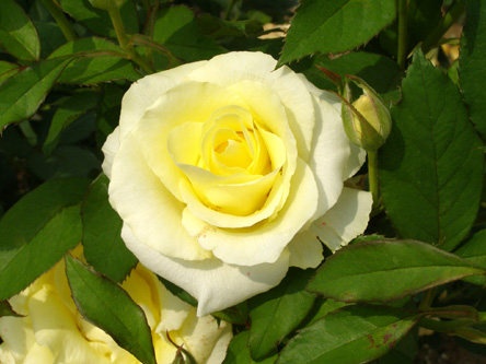 'Lemon Dream ™ (floribunda, Kordes 1997)' rose photo