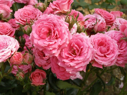 'Marimba ®' rose photo