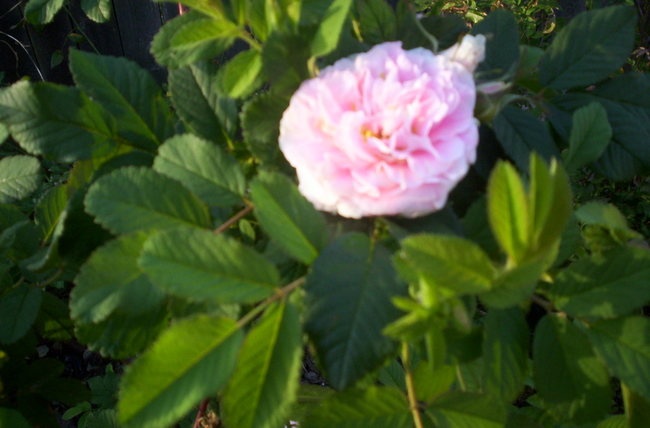 'Laurette (hybrid rugosa, 1999)' rose photo