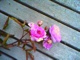 'MORgrapes' rose photo
