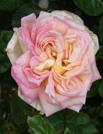 'Peace (hybrid tea, Meilland 1935)' rose photo