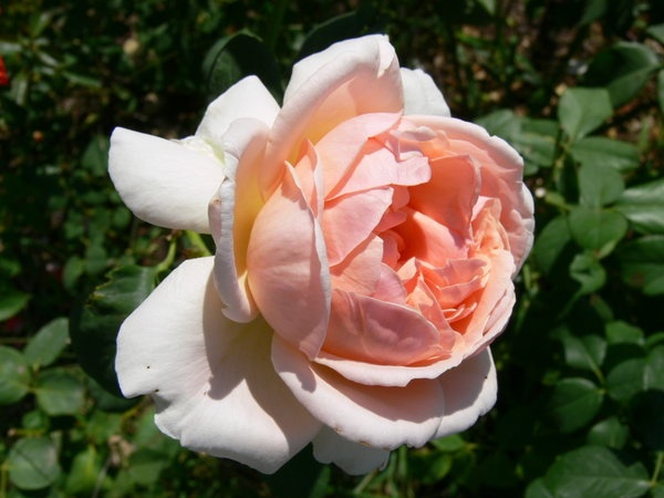 'Antico Amore ®' rose photo