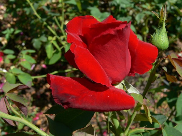 'Gisselfeld ™' rose photo