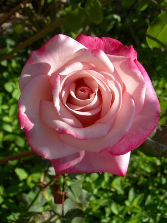 'Patsy Cline ™ (Hybrid Tea, Christensen, 1983)' rose photo