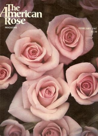 'Sweet Pickins' rose photo