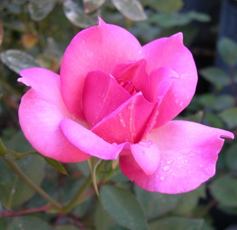 'Riverbanks' rose photo