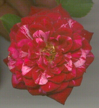 'Rowdy Roy' rose photo