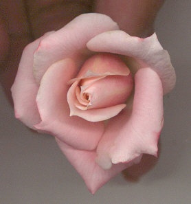 'Madeline Spezzano' rose photo