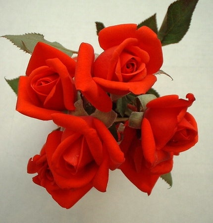 'California Heart' rose photo