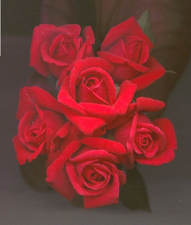 'California Heart' rose photo