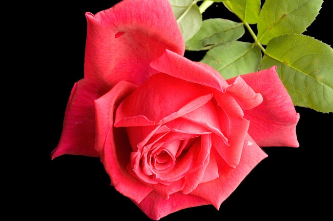 'Chrysler Imperial (Hybrid Tea, Lammerts, 1952)' rose photo