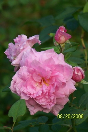 'The Mayflower' rose photo