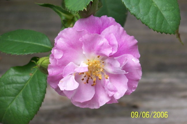 'Rhapsody in Blue ™' rose photo