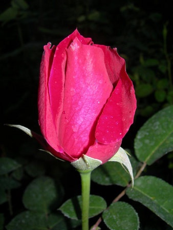 'Katherine Kordes' rose photo