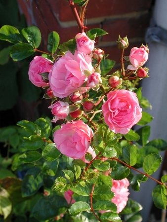 'Maid of Kent (Climber, Rumwood Nursery 2000)' rose photo