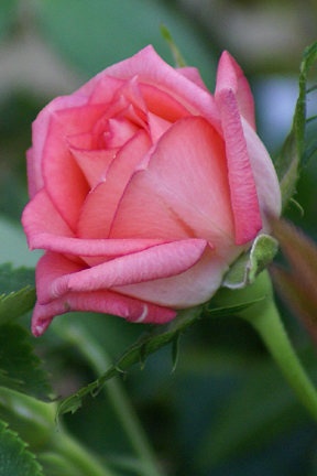 'Saluda' rose photo