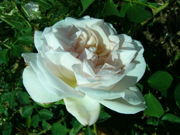 'Cymbelene' rose photo