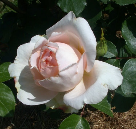 'André le Nôtre ®' rose photo