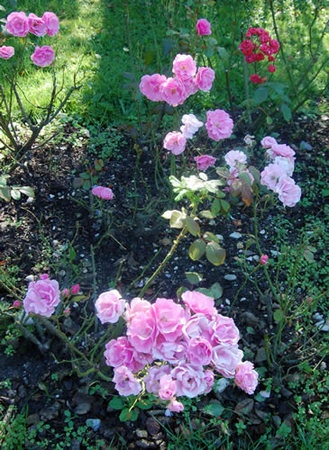'Astrid Späth' rose photo