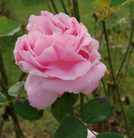 'Baronne Adolphe de Rothschild (hybr. perpetual, Pernet, 1867)' rose photo