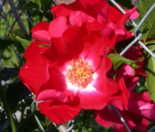 'Dortmund' rose photo