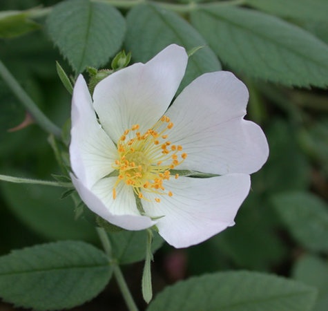 '<i>Rosa tomentosa</i> Sm.' rose photo