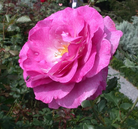 'Mélodie Parfumée ™' rose photo