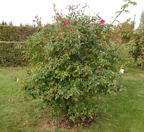 'Mutabilis (china, Unknown, before 1894)' rose photo