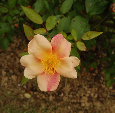 'Mutabilis (china, Unknown, before 1894)' rose photo