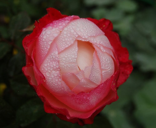 'Nostalgie ®' rose photo