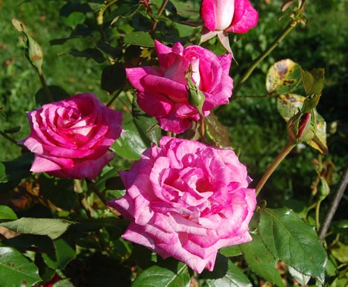 'Rose Gaujard ®' rose, click to enlarge 'Rose Gaujard ®' rose photo