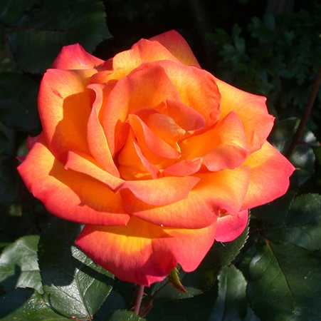 'Rouge et Or' rose photo