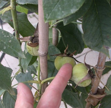 'Sénateur Amic' rose photo