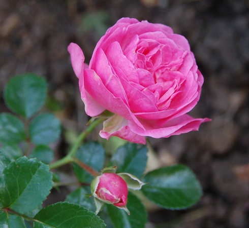 'Super Dorothy' rose photo