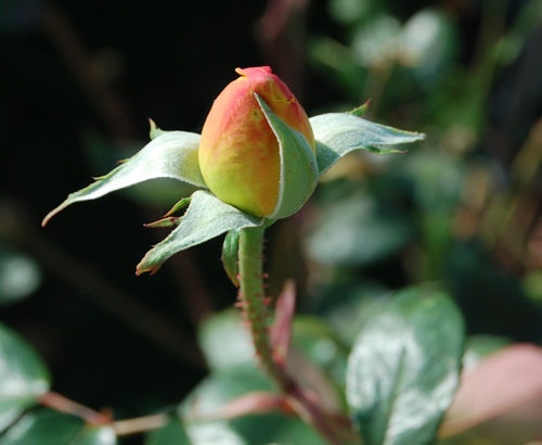 'Sutter's Gold (Hybrid Tea, Swim, 1946)' rose photo