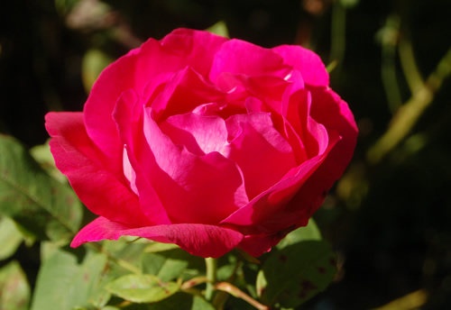 'Ulrich Brunner Fils' rose photo