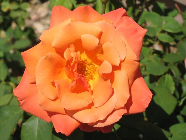 'Tuscan Sun ™' rose, click to enlarge 'Tuscan Sun ™' rose photo