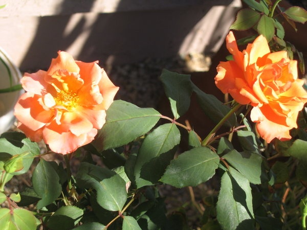 'Tuscan Sun ™' rose photo