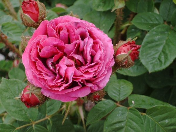 'La Caille' rose photo