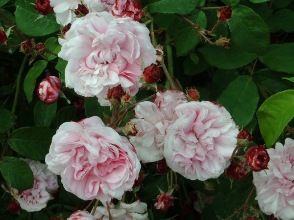 'Fulgens (hybrid villosa, Vibert)' rose photo