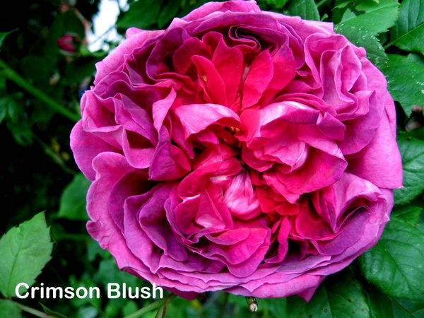 'Crimson Blush' rose photo