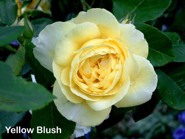 'Yellow Blush' rose photo