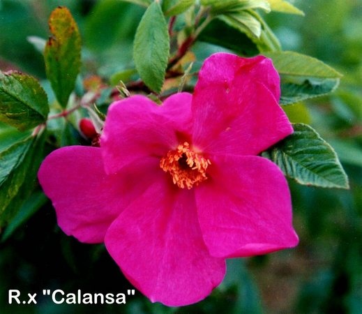 'Calansa' rose photo