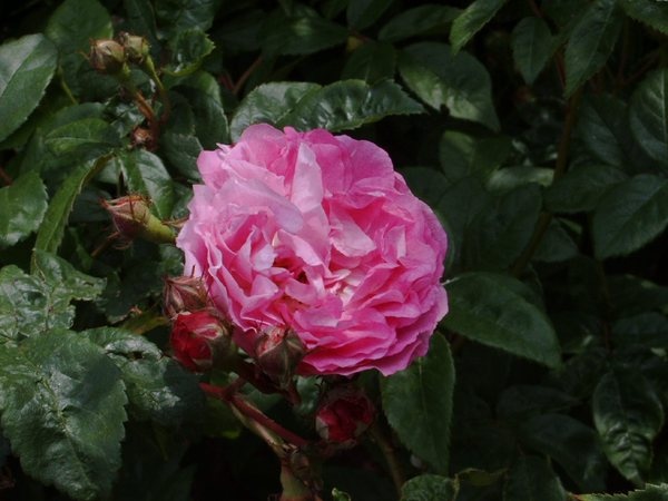 'Geschwind's Nordlandrose II' rose photo