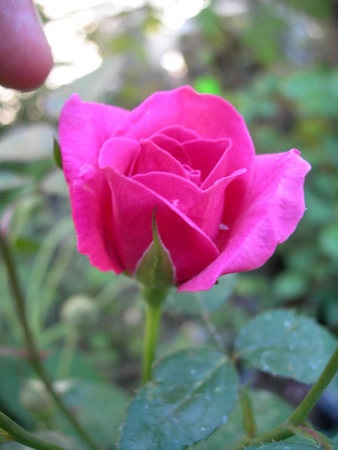 'ARMLB2' rose photo