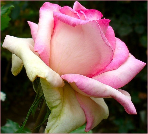 'Our Rosamond' rose photo
